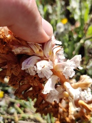 Orobanche calendulae