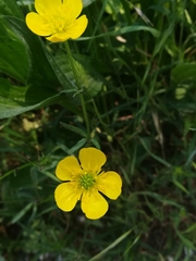 Ranunculus