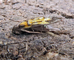 Schiffermuelleria schaefferella