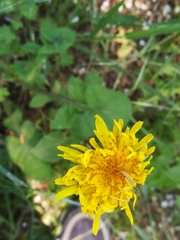 Taraxacum