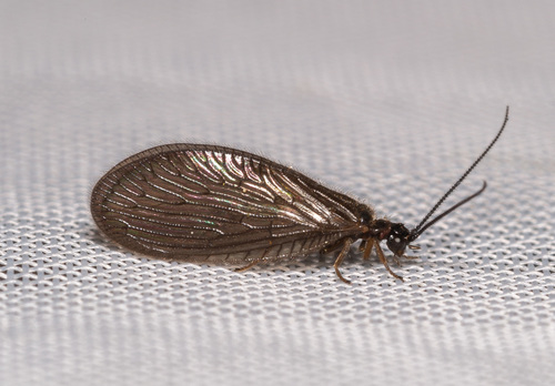 Black Spongillafly, photo 2 of 8