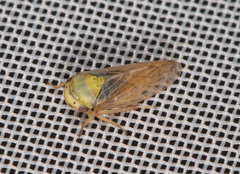 Oncopsis flavicollis