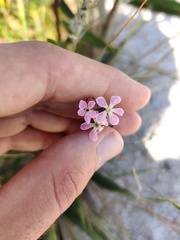 Silene fuscata