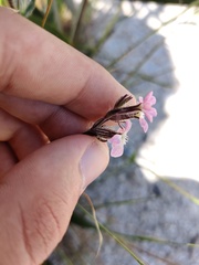 Silene fuscata