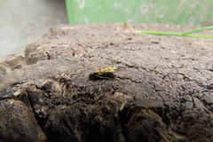 Schiffermuelleria schaefferella
