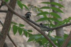 Parus major