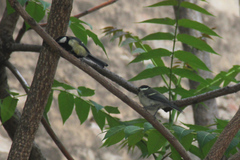 Parus major