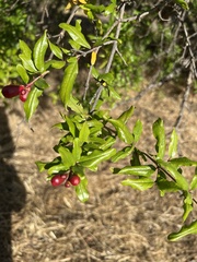 Punica granatum