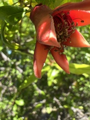 Punica granatum