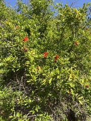 Punica granatum