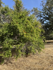 Punica granatum