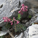 Saxifraga stribrnyi - Photo (c) josefwirth, some rights reserved (CC BY-NC), uploaded by josefwirth