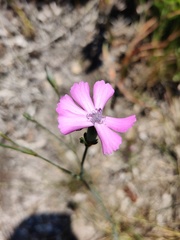 Dianthus cintranus
