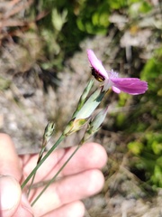 Dianthus cintranus