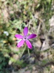 Dianthus cintranus