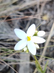 Centaurium maritimum