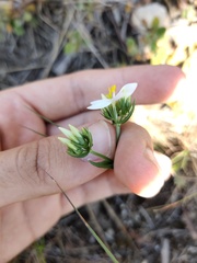 Centaurium maritimum