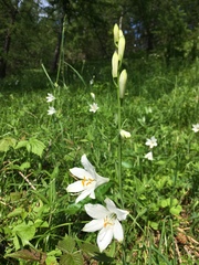 Paradisea liliastrum