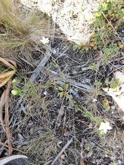 Centaurium maritimum