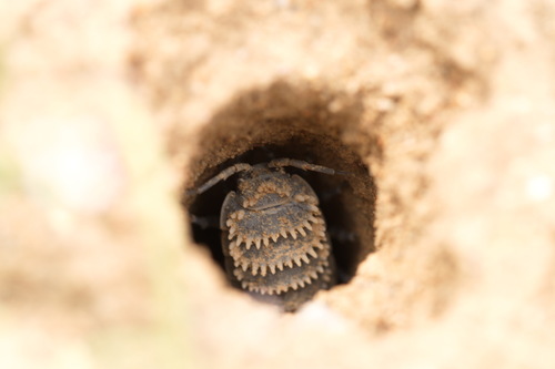Hemilepistus reductus