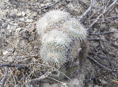 Mammillaria parkinsonii