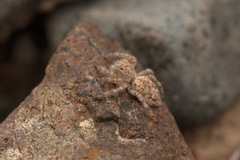 Plexippoides flavescens