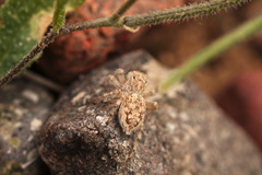 Plexippoides flavescens