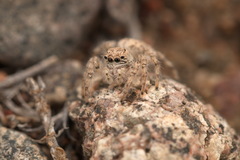 Plexippoides flavescens