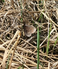Erebia discoidalis