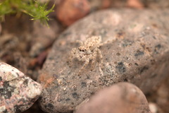 Plexippoides flavescens