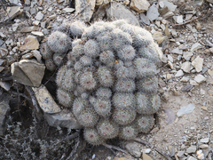 Mammillaria parkinsonii