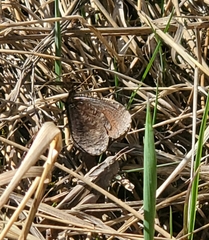 Erebia discoidalis