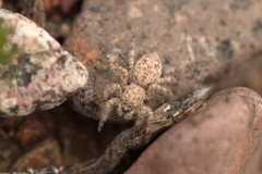 Plexippoides flavescens