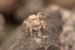 Plexippoides flavescens