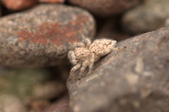 Plexippoides flavescens