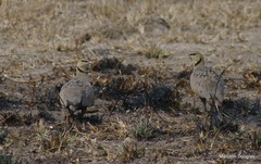 Pterocles gutturalis