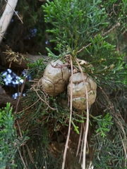 Cupressus sempervirens