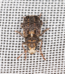 Dissoleucas niveirostris