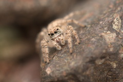 Plexippoides flavescens