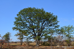 Colophospermum mopane