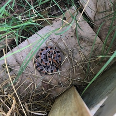 Sistrurus miliarius streckeri