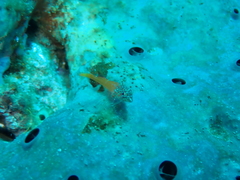 Tripterygion melanurus