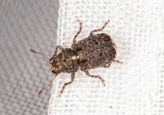 Dissoleucas niveirostris