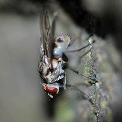 Limnophora maculosa