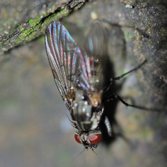 Limnophora maculosa