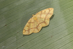 Periclina apricaria