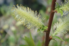 Salix brachycarpa brachycarpa
