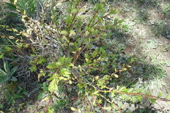 Salix brachycarpa brachycarpa
