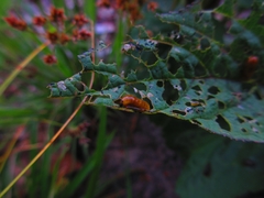 Cionus scrophulariae