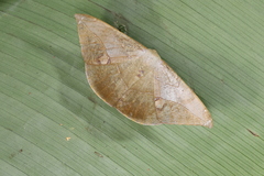 Oxydia mexicata